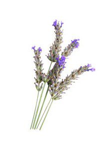 Ulei esential de lavanda aspic